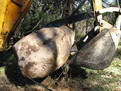 case backhoe with USA Attachments mt830 mini thumb moves a stone.